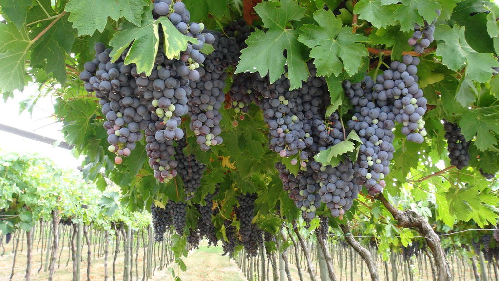 Azienda Agrituristica Corteforte Fumane Luaran gambar